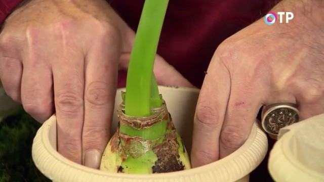 Place the hippeastrum bulb at a distance of two fingers from the edges of the pot