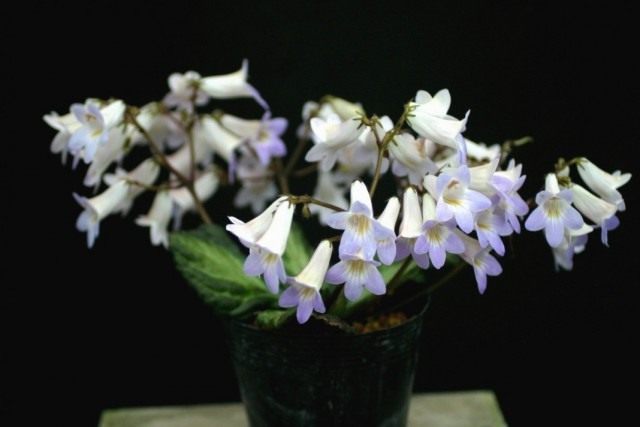 Primulina (Primulina sclerophylla)