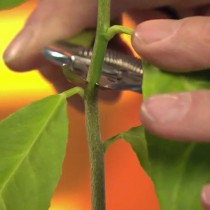 Removing the top of the lemon seedling