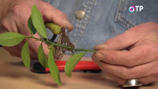 Cut the separated branch into several cuttings