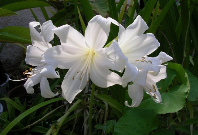 Amaryllis belladonna, or Amaryllis belladonna
