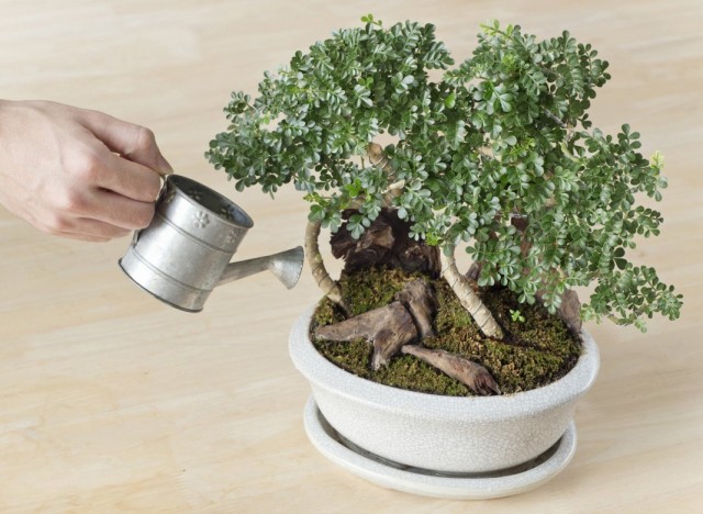 Watering bonsai