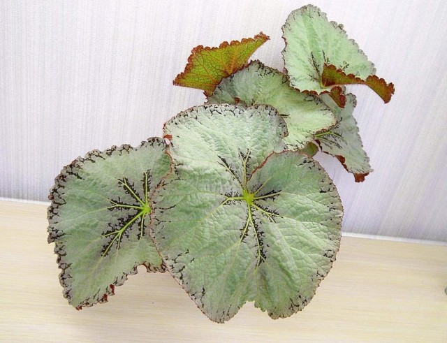 Begonia decorative molded "White Suede"