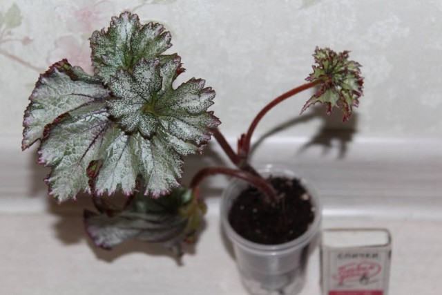 Begonia decorative and molten 'Purple Snow'