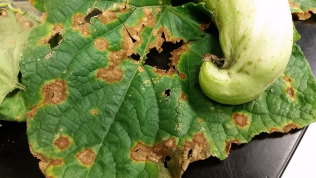 Anthracnose on cucumber leaves and fruits