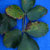 Anthracnose on strawberry leaves