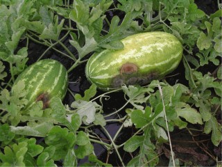 Anthracnose on watermelon