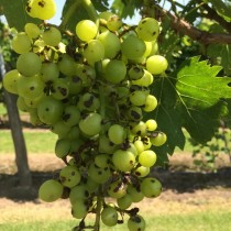 Anthracnose on grapes