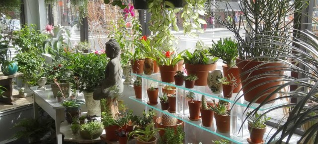 Flower shop of indoor plants