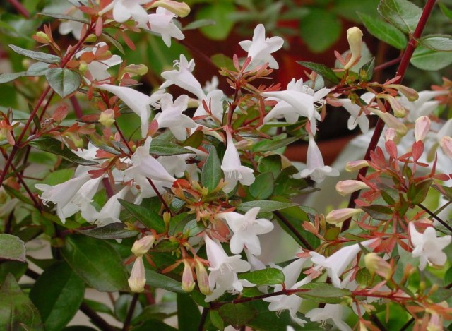 Abelia grandiflora (Abelia x grandiflora)