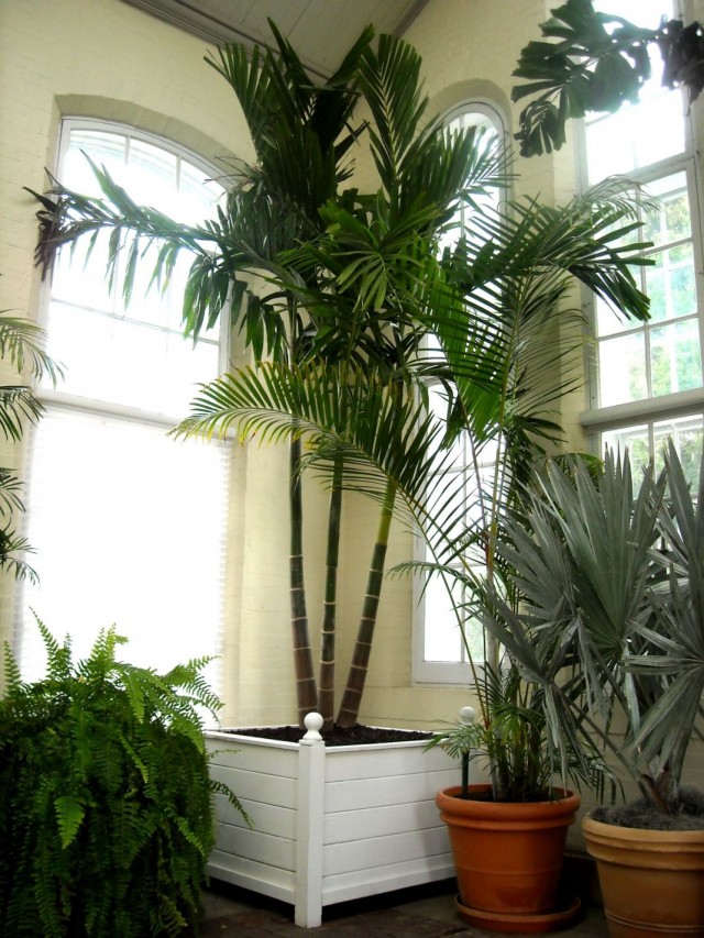 Palm trees in the interior
