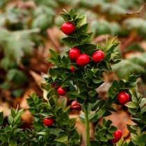 The prickly needle, or the pontic needle (Ruscus aculeatus)