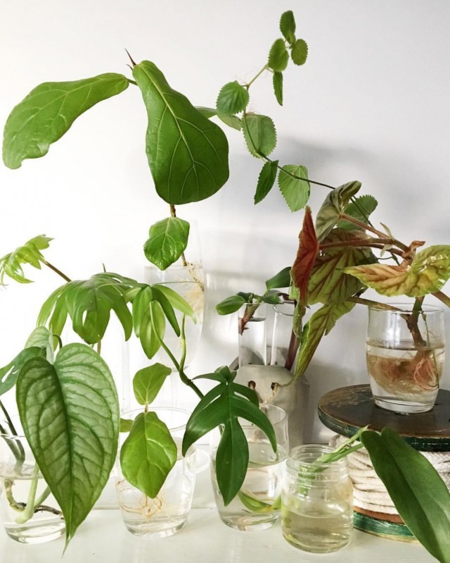 Propagation of indoor plants by cuttings
