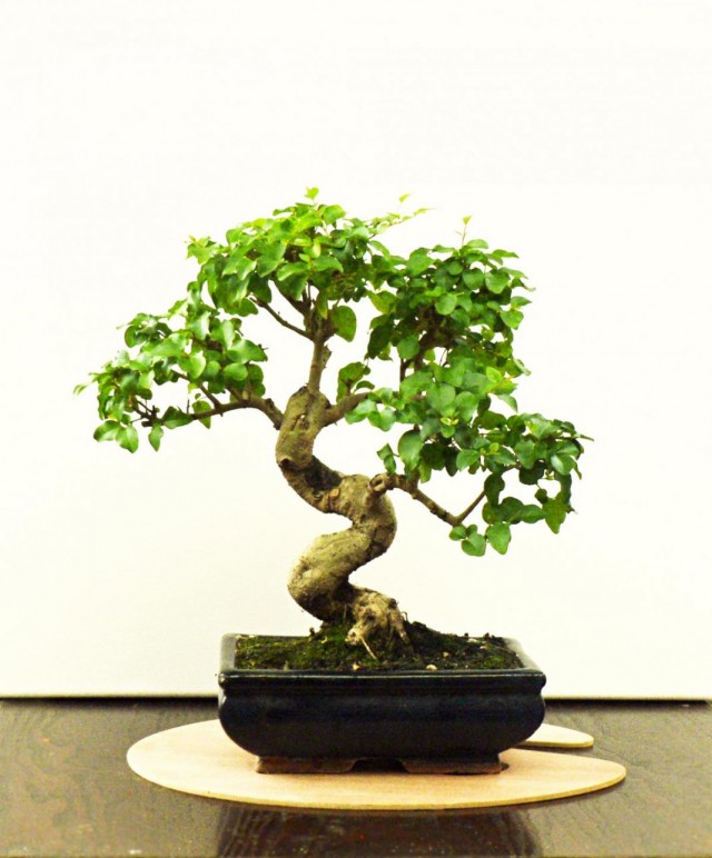 Chinese privet bonsai