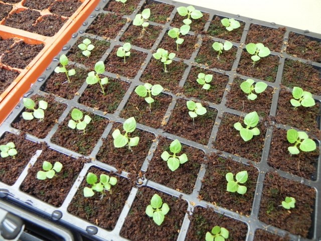 Seedlings of torenia sown for seedlings