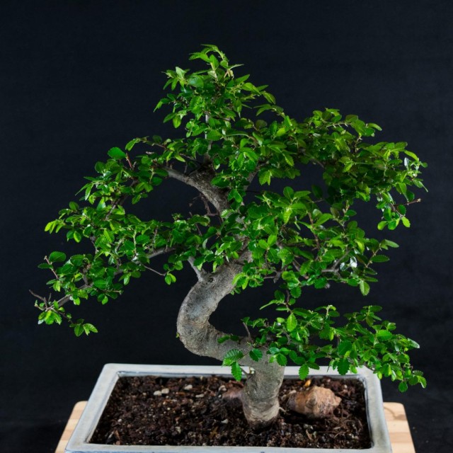 Elm bonsai