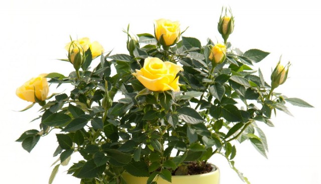 Indoor rose in pots