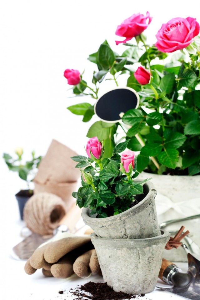 Caring for indoor roses after pruning