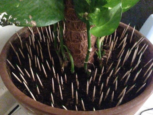 The soil in the flowerpot is protected by toothpicks from being torn apart by the cat