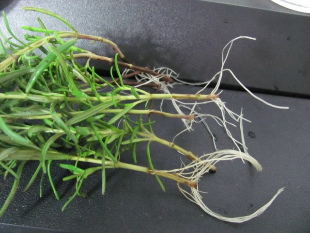 Rooting cuttings using Epin