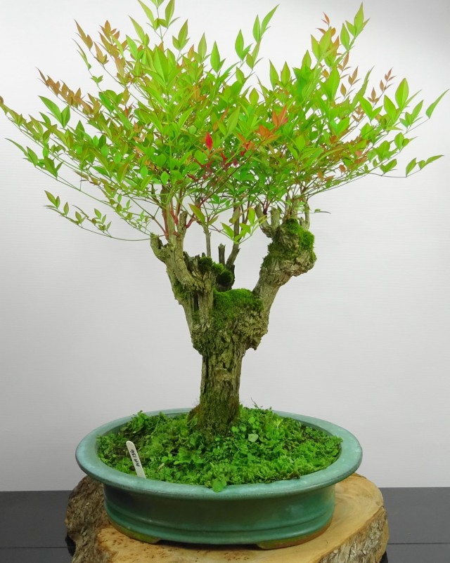 Homemade nandina bonsai