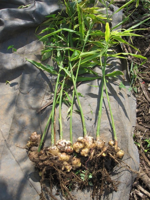 Rooted ginger plant (Zingiber officinale)