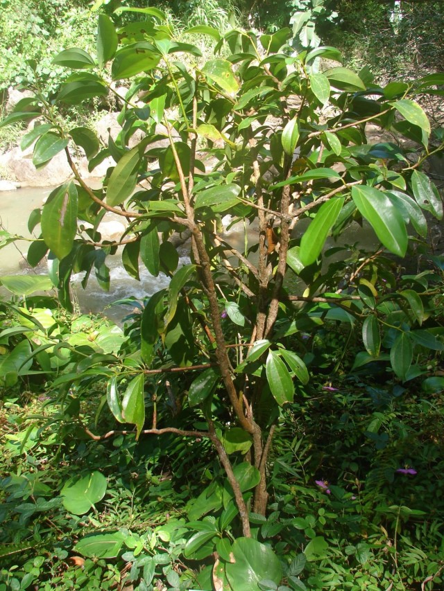 Young cinnamon tree