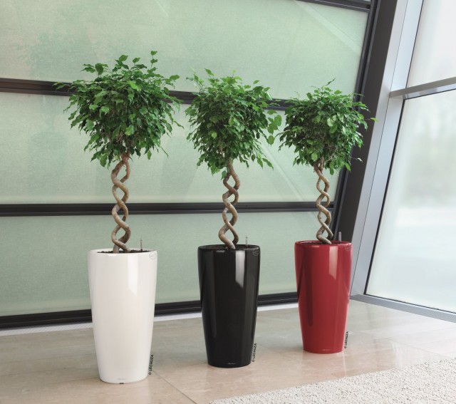 In the photo Ficus Benjamin in a flower pot with RONDO automatic watering from LECHUZA. Buy pots in the only official online store of the brand: lechuza.ru