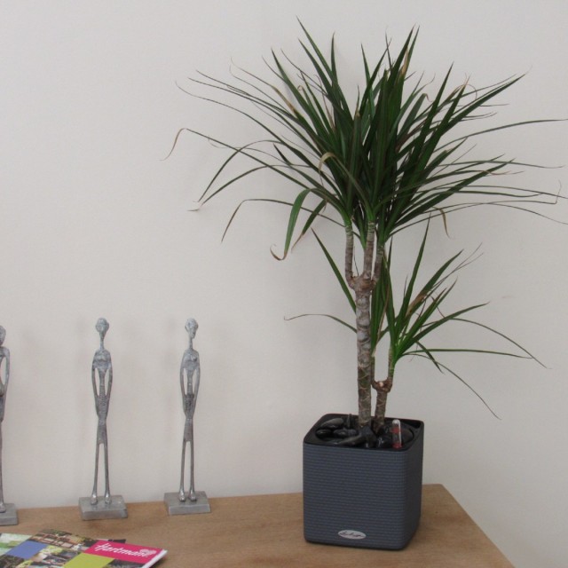 Pictured is Dracaena Marginata in a flower pot with CUBE Color from LECHUZA. Buy pots in the only official online store of the brand: lechuza.ru