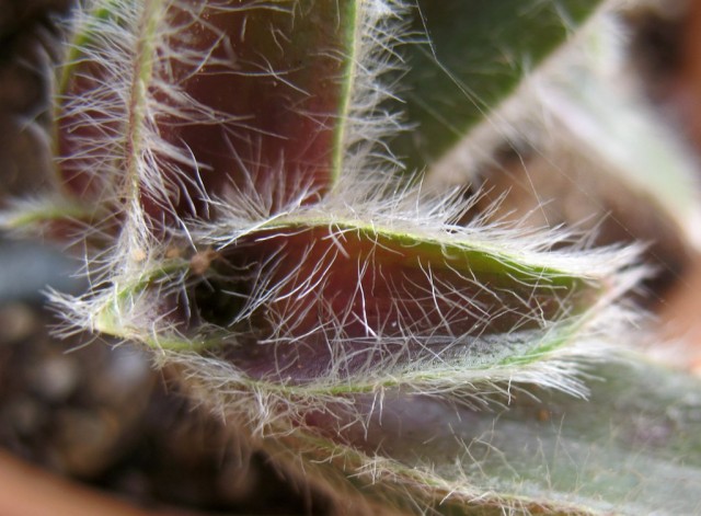 Fluffy Cyanotis Leaves