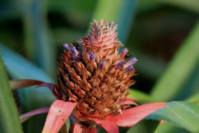 Indoor pineapple fruits take 4,5 months to form and are quite edible.