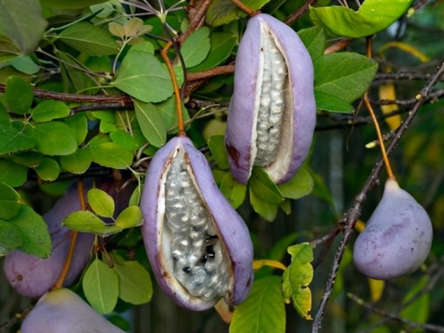 Akebia fruit
