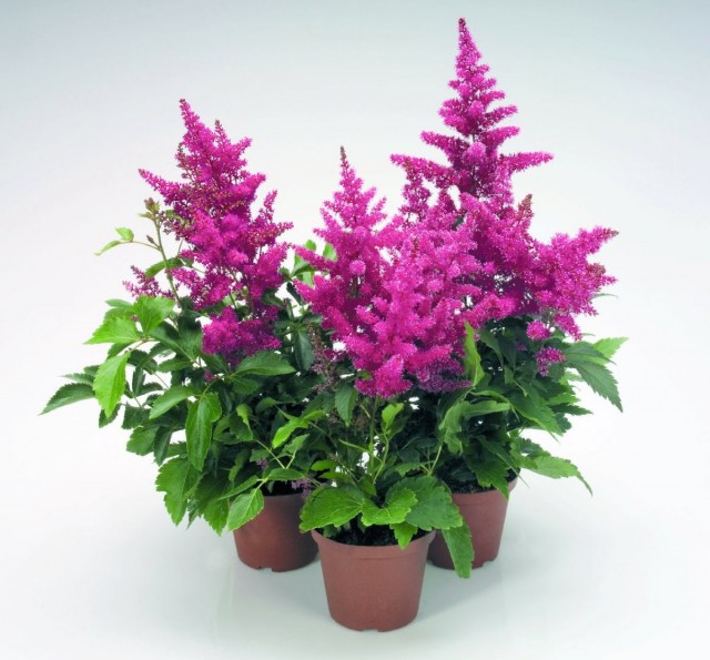 When buying blooming astilba in a store, it is not worth replanting.