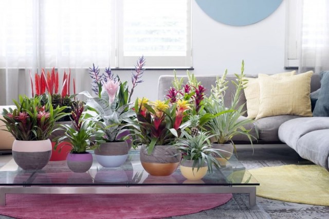 Bromeliads grow faster in the company of their own kind