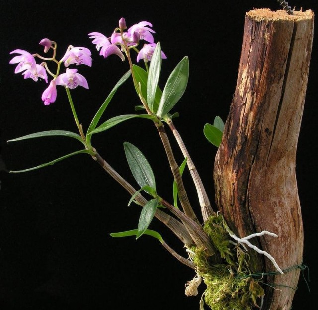 Growing an orchid in a soilless way, on pieces of bark is one of the most effective options