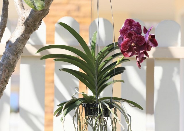 Caring for orchids that grow without a substrate is much more difficult than for potted plants.