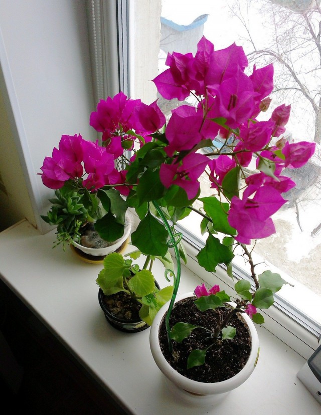 Bougainvillea in winter requires some changes in care