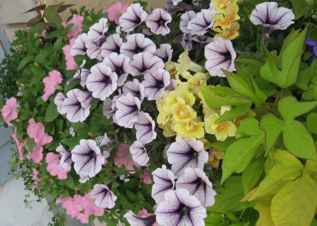 Plant and forget is inappropriate for flowering balconies