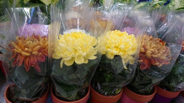 When choosing a potted chrysanthemum, you need to give preference to plants with a lignified lower part of the stems