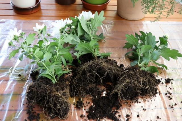 When a chrysanthemum is taken out of a purchased pot, it is sometimes found that it is not one plant, but three or four