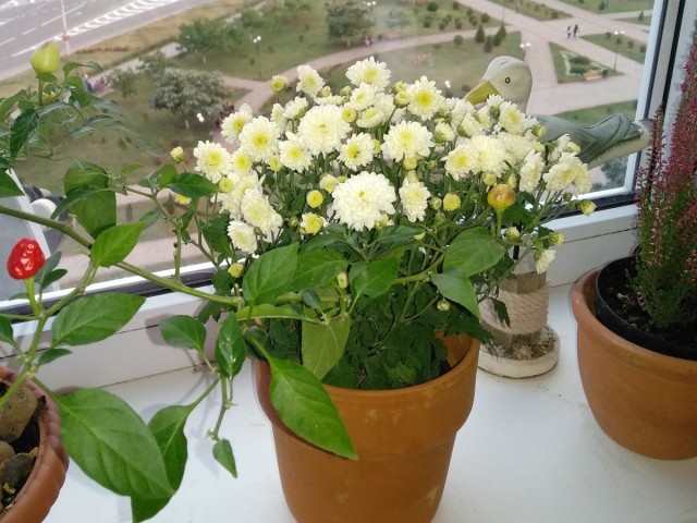 For a room chrysanthemum, you need to choose the sunniest windowsill in the house.