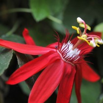 Passionflower (Passiflora vitifolia)
