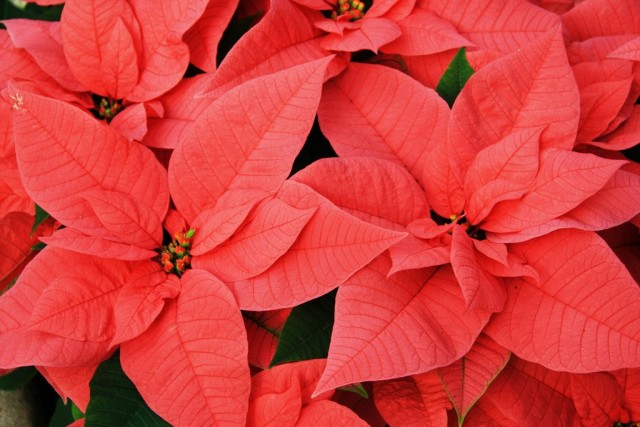 If poinsettia is bought for only one season, moderate temperatures are suitable for it - from 18 to 20 degrees Celsius.