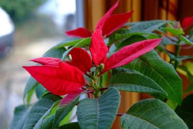 Poinsettia will not retain its luxurious leaves for a long time without good lighting.
