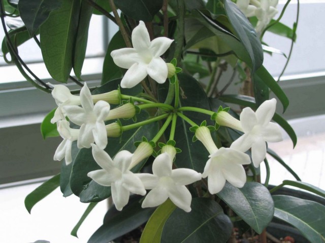 Stephanotis can only bloom in a well-lit place.