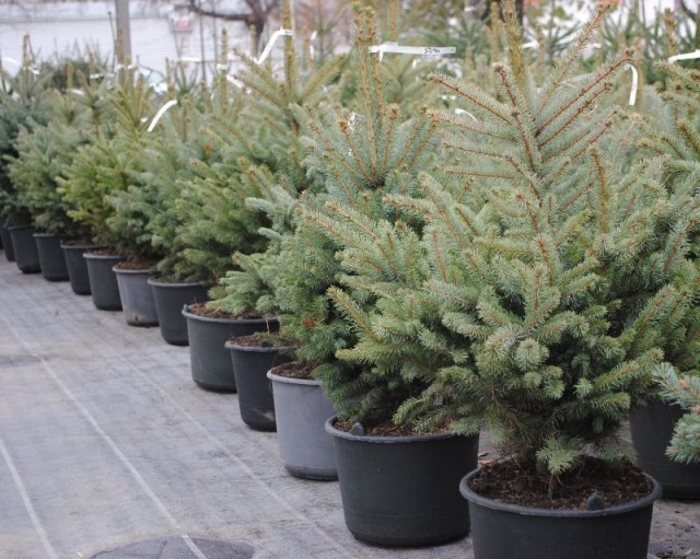 You need to buy a coniferous seedling in a container either in specialized stores or in nurseries