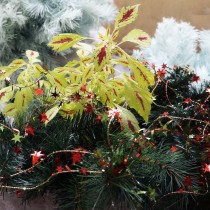 Coleus in the center of the New Year's composition