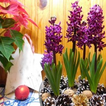 Poinsettia and hyacinths are a great alternative to the Christmas tree