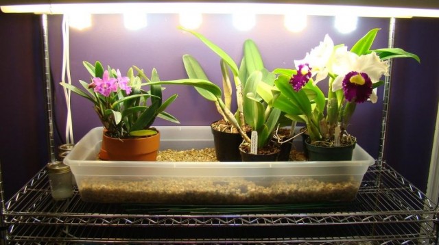 For plants, not only the amount of light is important, but also the quality