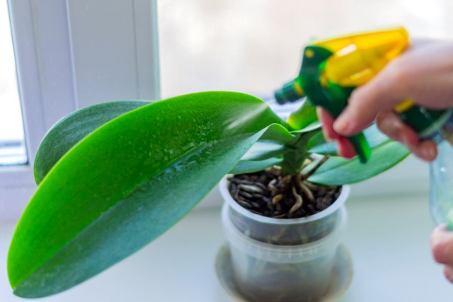 Lack of moisture, like waterlogging for an orchid, is destructive